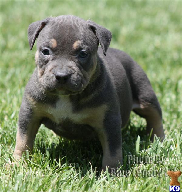 Puppies in Riverside